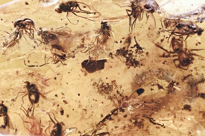 Jumping Spider, Flies, Wasps, Fungus Gnat, and Mites In Baltic Amber #321714